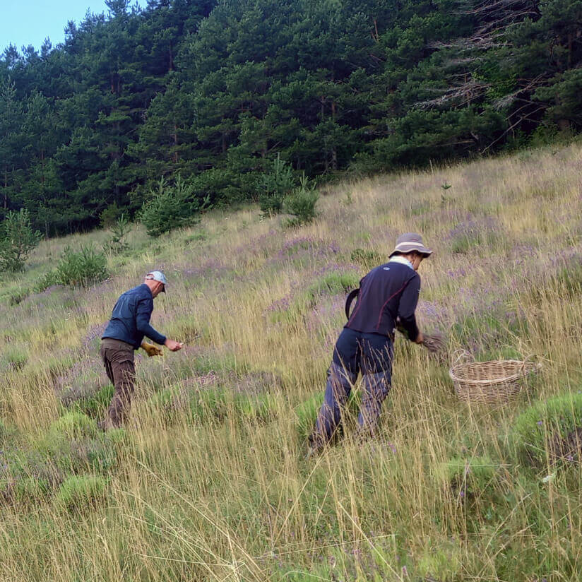cueillette lavande sauvage bio kamori