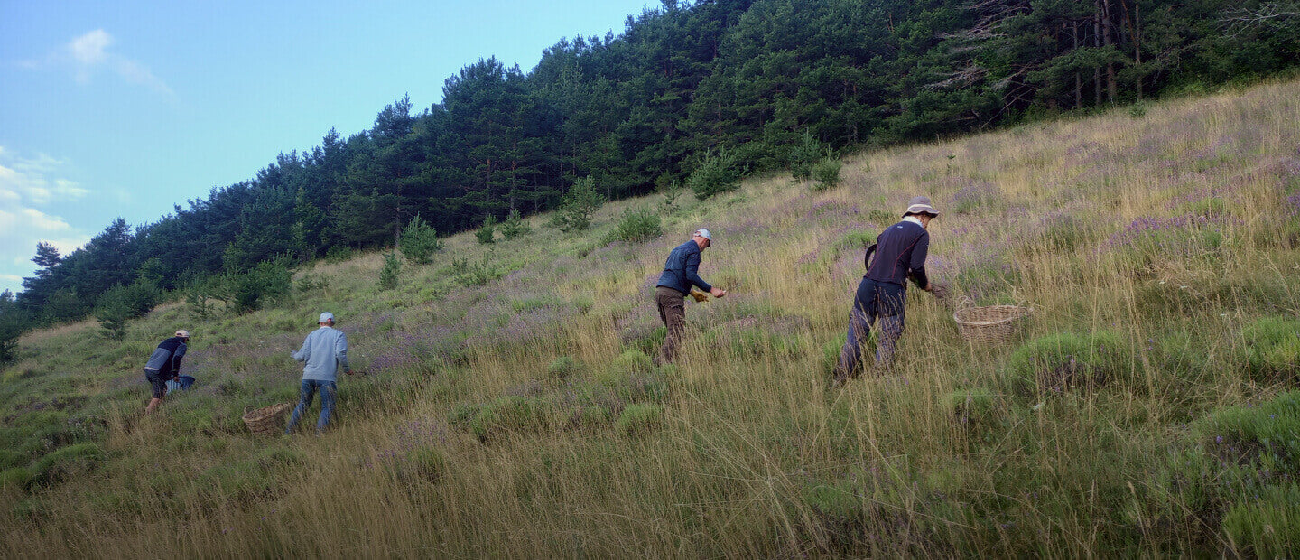 kamori cueillette lavande bio Diois