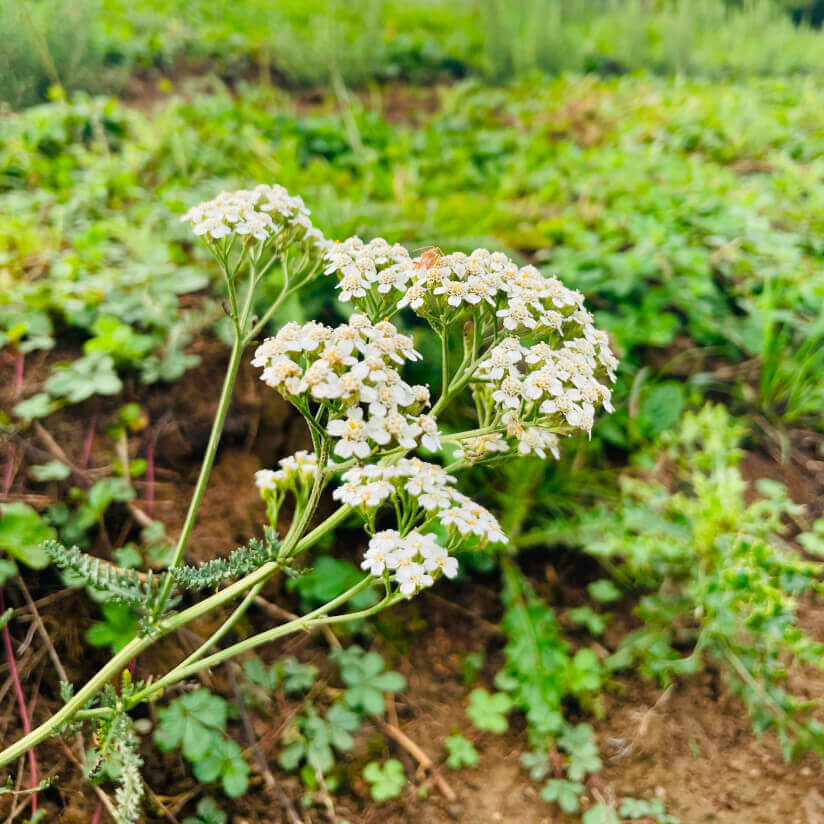 Plante achillee millefeuille bio, hémostatique, cicatrisante