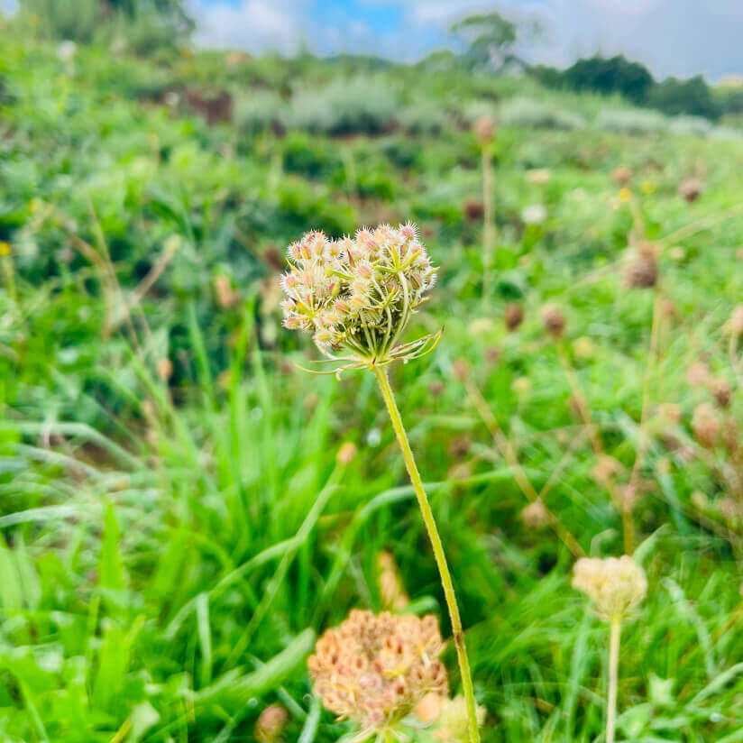 Plante carotte bio, régénérante cellulaire peau et foie