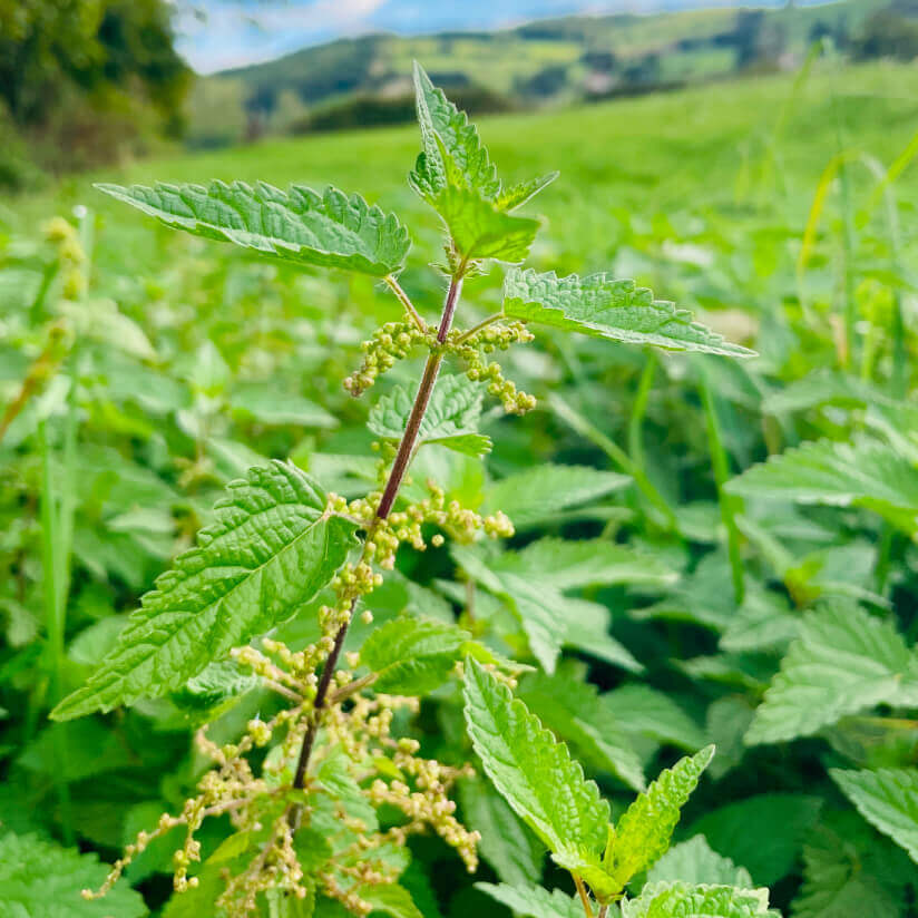 plante ortie bio, tonifiant capillaire
