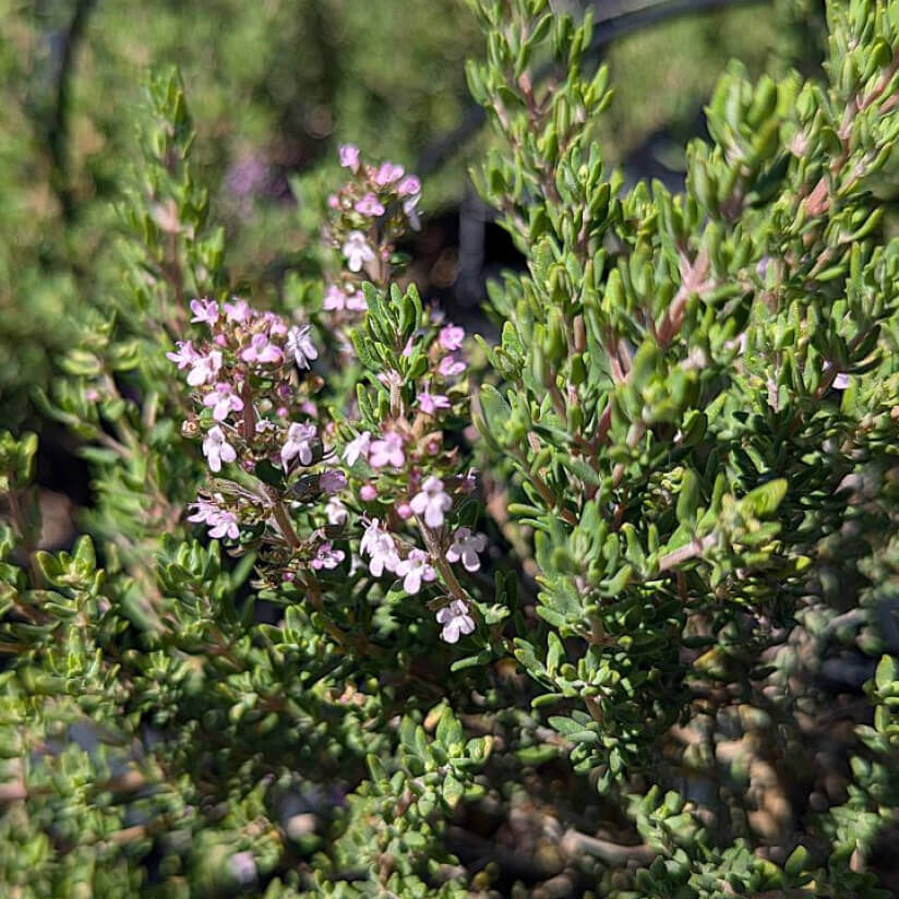 Plante thym linalol bio, anti infectieux