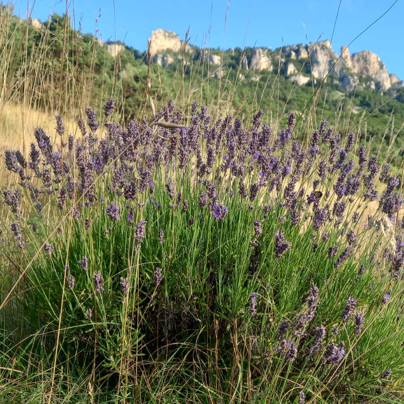 Huile essentielle, apaisante et calmante