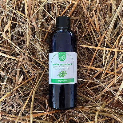 Hydrolat de basilic grand vert