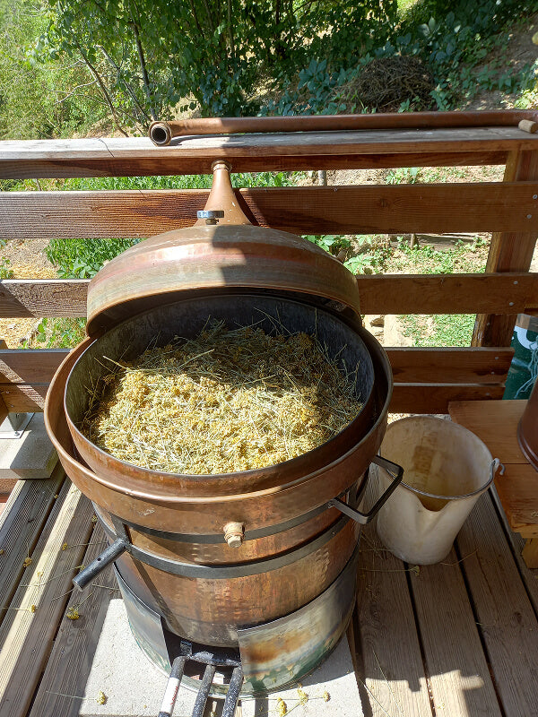 immortelle d'Italie, hélichryse italienne, huile essentielles, hydrolat, distillation, Saint Forgeux, Rhône, Lyon, Beaujolais