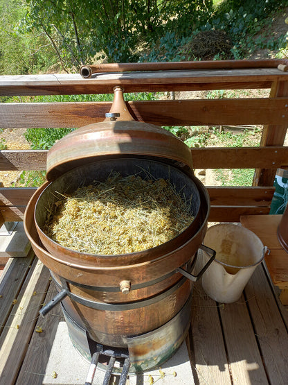 immortelle d'Italie, hélichryse italienne, huile essentielles, hydrolat, distillation, Saint Forgeux, Rhône, Lyon, Beaujolais