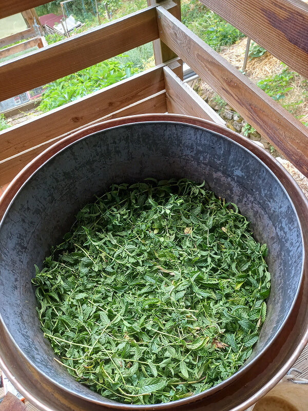 menthe spicata, hydrolat, distillation, Saint Forgeux, Rhône, Lyon, Beaujolais