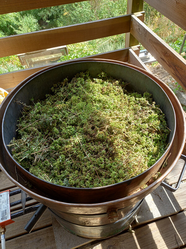 Origan à carvacrol, huile essentielles, hydrolat, distillation, Saint Forgeux, Rhône, Lyon, Beaujolais