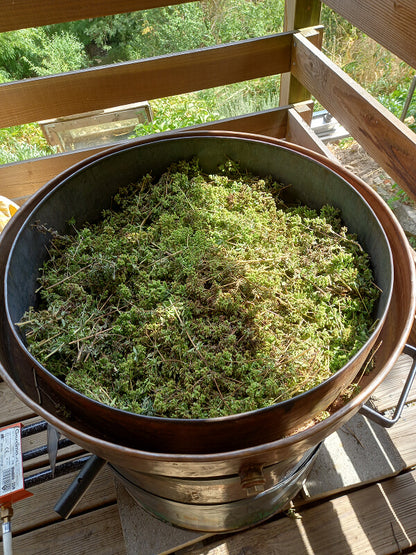 Origan à carvacrol, huile essentielles, hydrolat, distillation, Saint Forgeux, Rhône, Lyon, Beaujolais