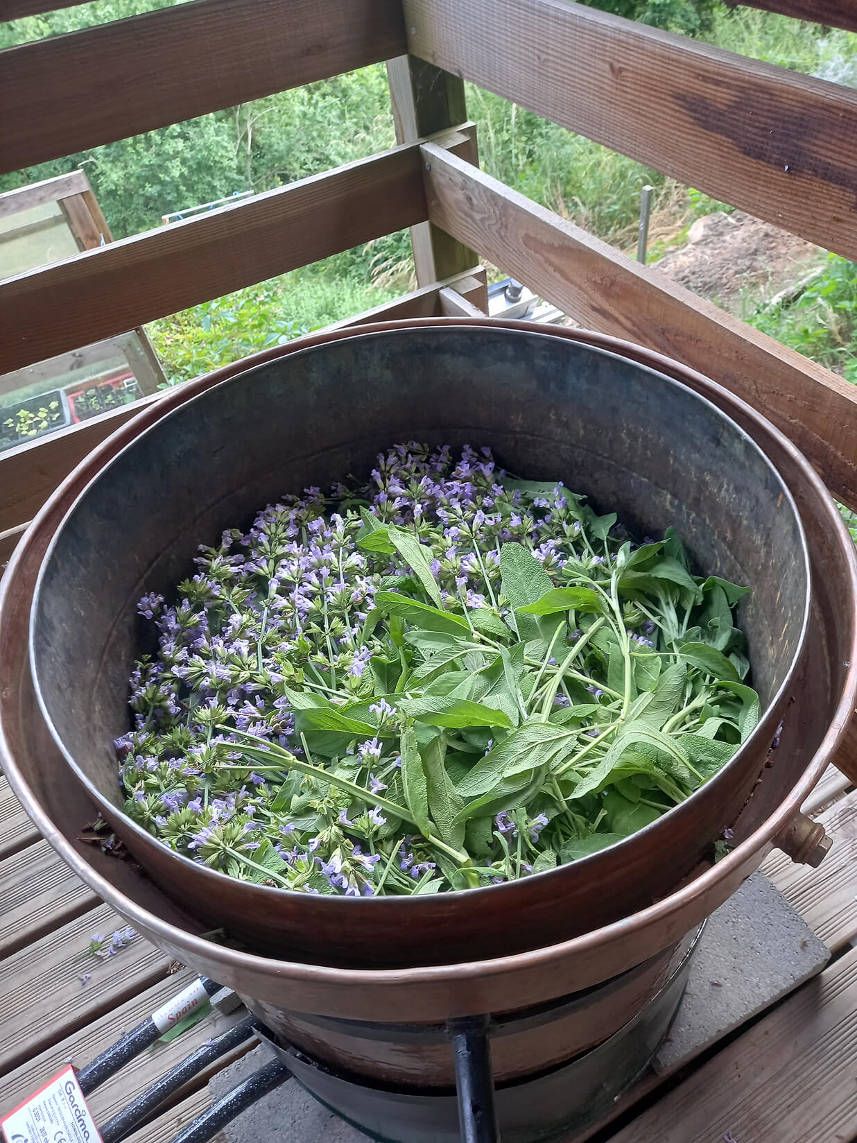 hydrolat de sauge officinale, Saint Forgeux, Lyon, Beaujolais vert