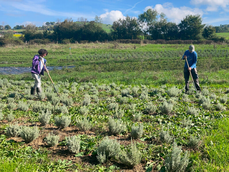 producteur plantes aromatiques kamori Lyon