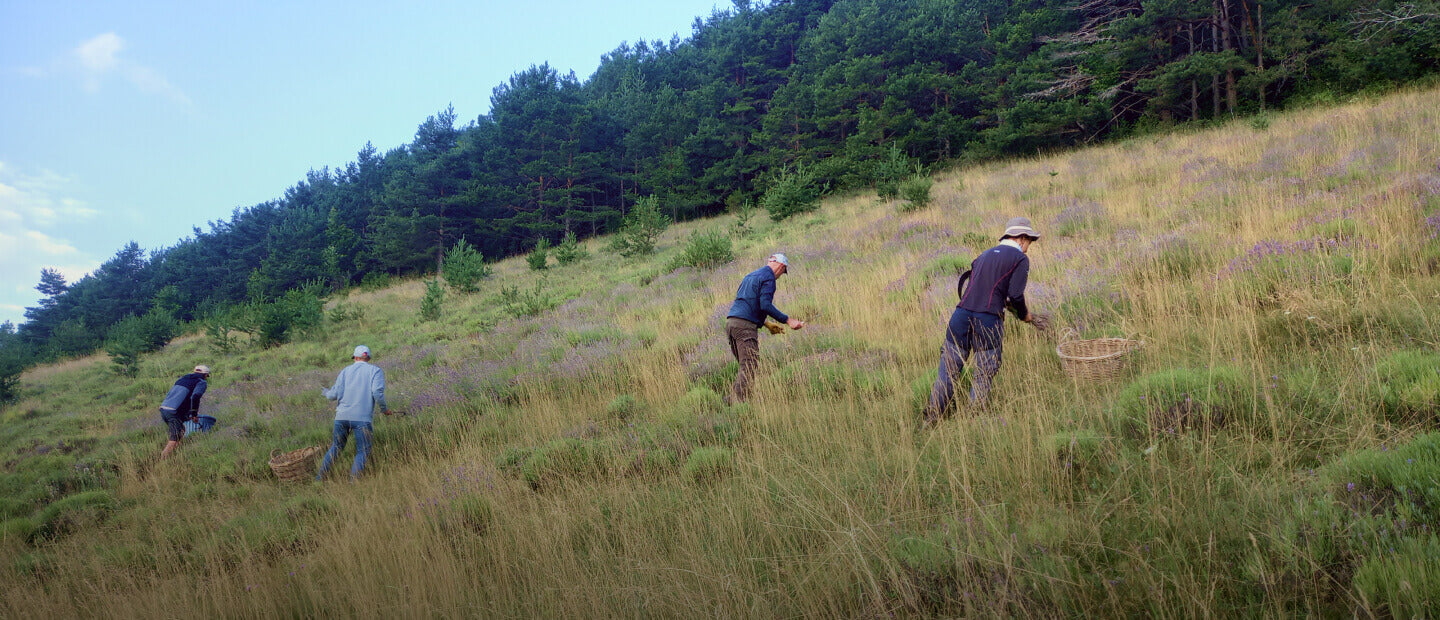 Kamori cueillette producteur bio Diois