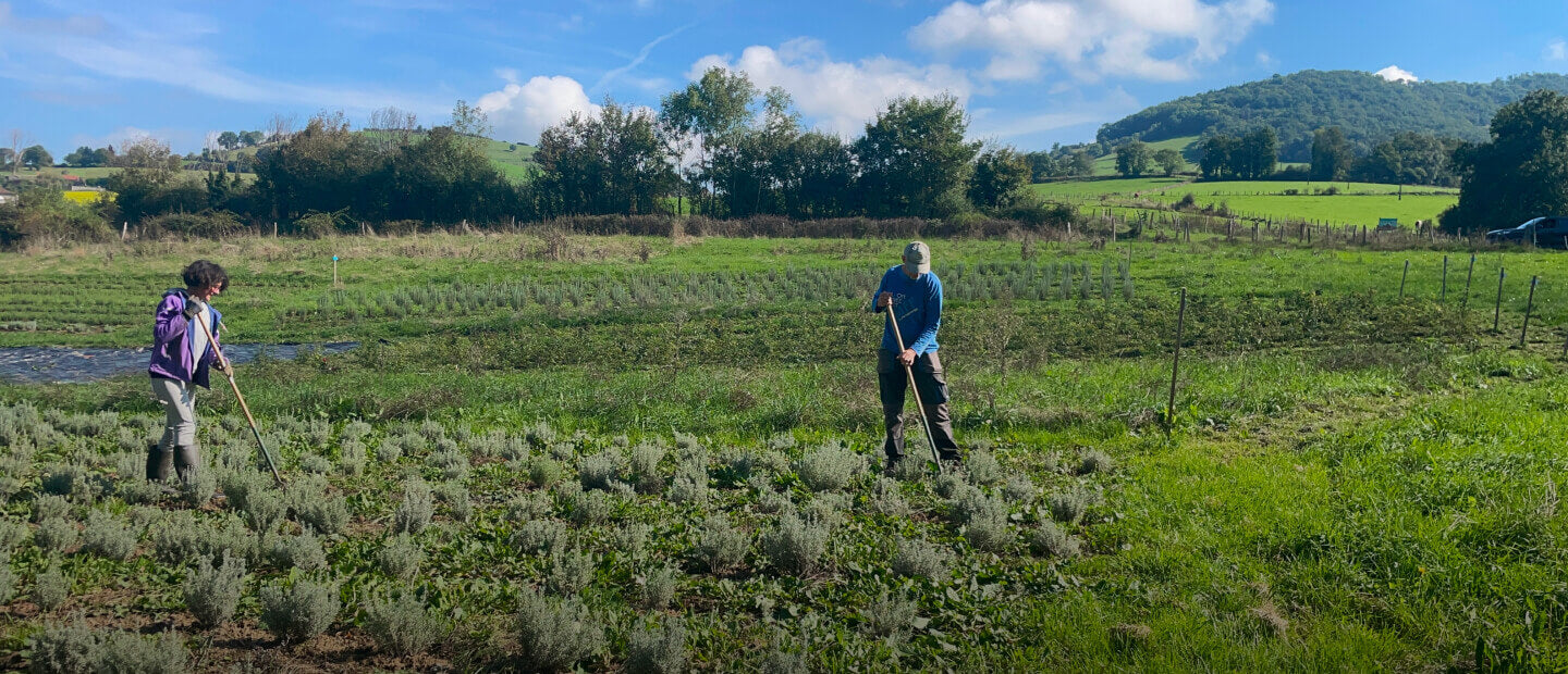 kamori champs bio ferme producteur Lyon