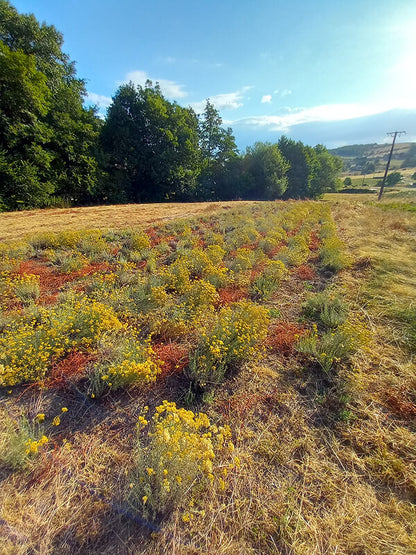 immortelle d'Italie, hélichryse italienne, huile essentielles, hydrolat, distillation, Saint Forgeux, Rhône, Lyon, Beaujolais