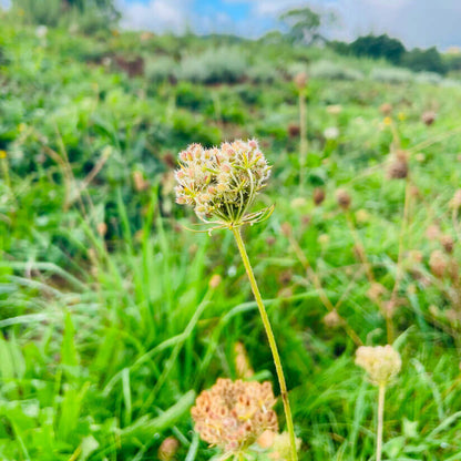 Plante carotte bio, régénérante cellulaire peau et foie