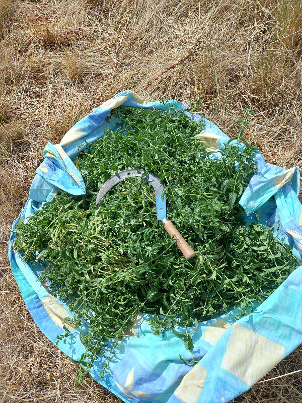 Récolte, faucille, menthe spicata, hydrolat, distillation, Saint Forgeux, Rhône, Lyon, Beaujolais