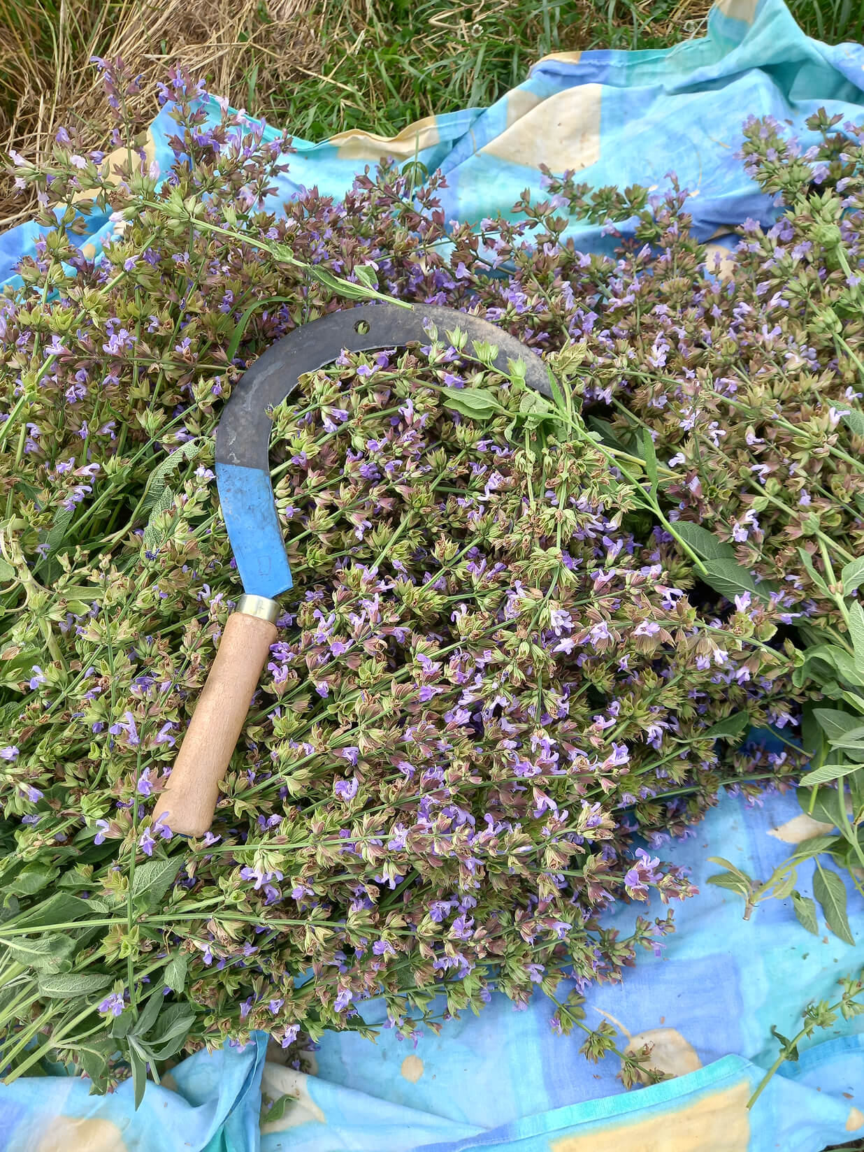 hydrolat de sauge officinale, Saint Forgeux, Beaujolais vert, Lyon