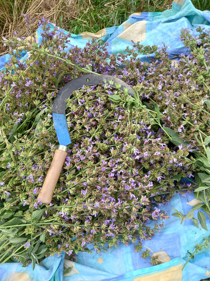 hydrolat de sauge officinale, Saint Forgeux, Beaujolais vert, Lyon