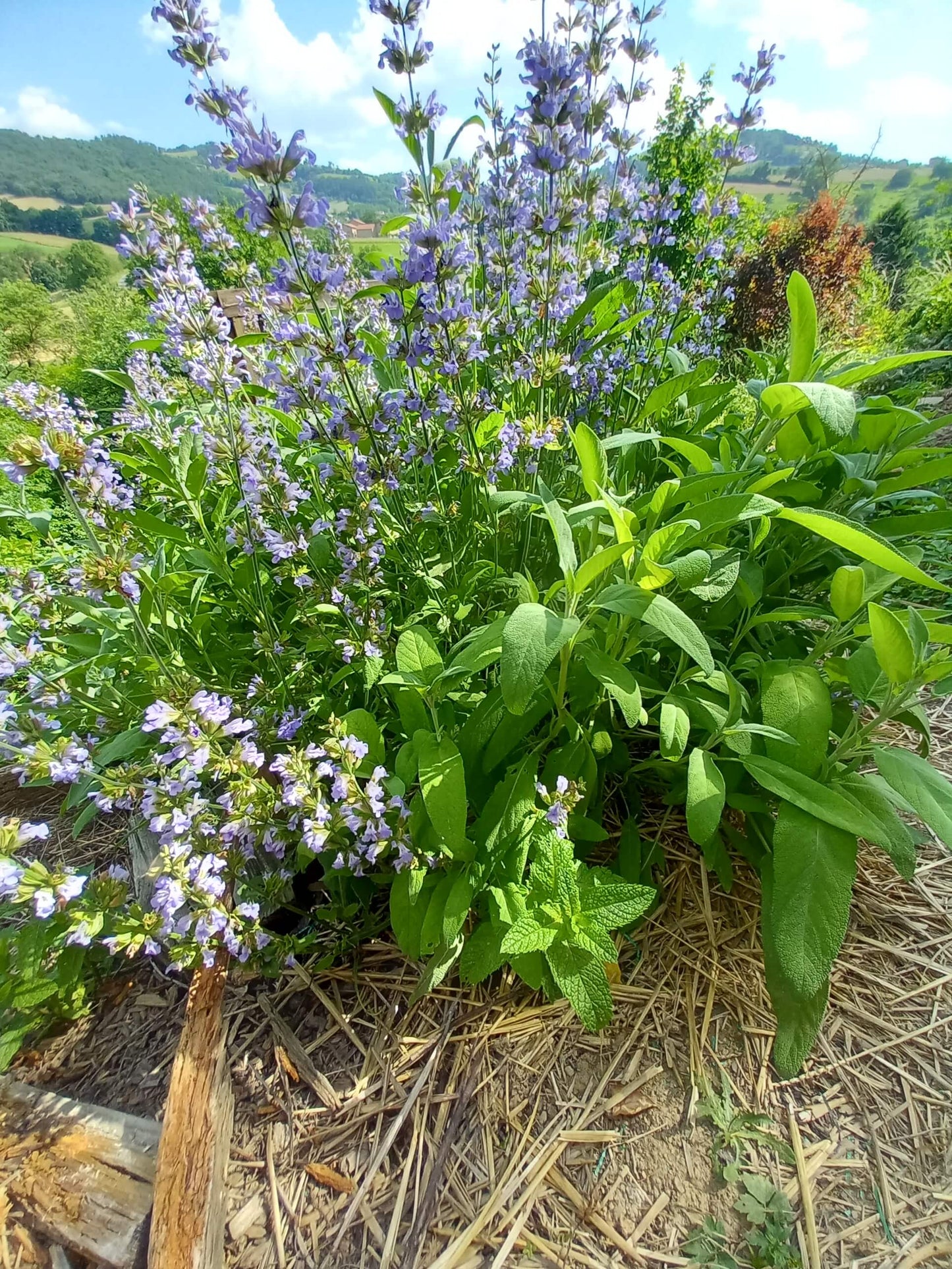 hydrolat de sauge officinale Saint Forgeux Rhône Beaujolais vert Lyon