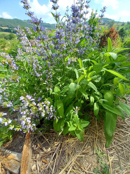 hydrolat de sauge officinale Saint Forgeux Rhône Beaujolais vert Lyon